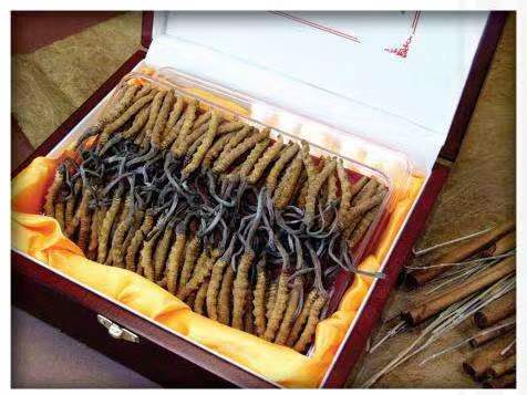 埇桥冬虫夏草回收